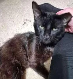 A young medium-sized male Black Domestic Short Hair cat named Pinkie for adoption in Sudbury, MA