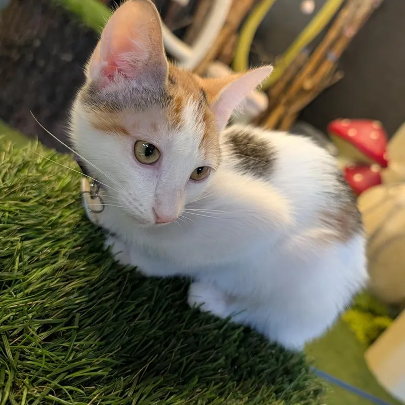 A baby small-sized female Calico Domestic Short Hair cat named Gotham for adoption in Austin, TX
