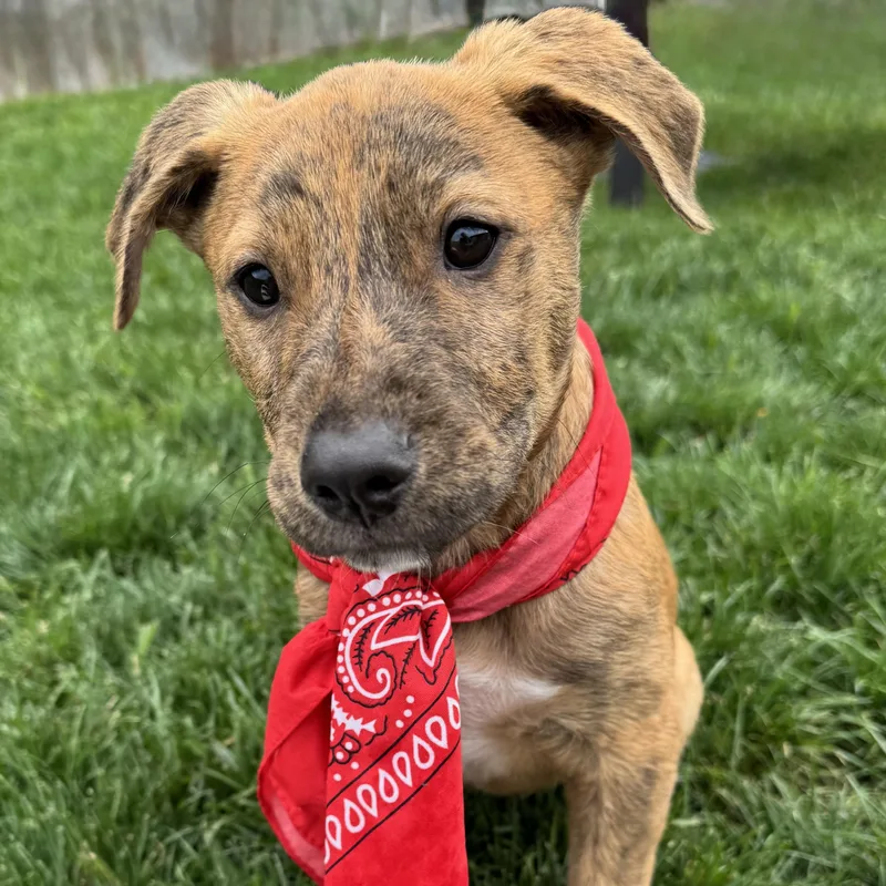 Little Rusty thumbnail 2