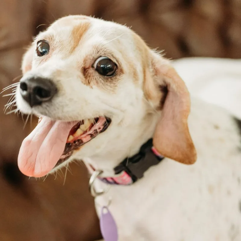 A young medium-sized female Mixed Breed dog named Sea Onion for adoption in State College, PA