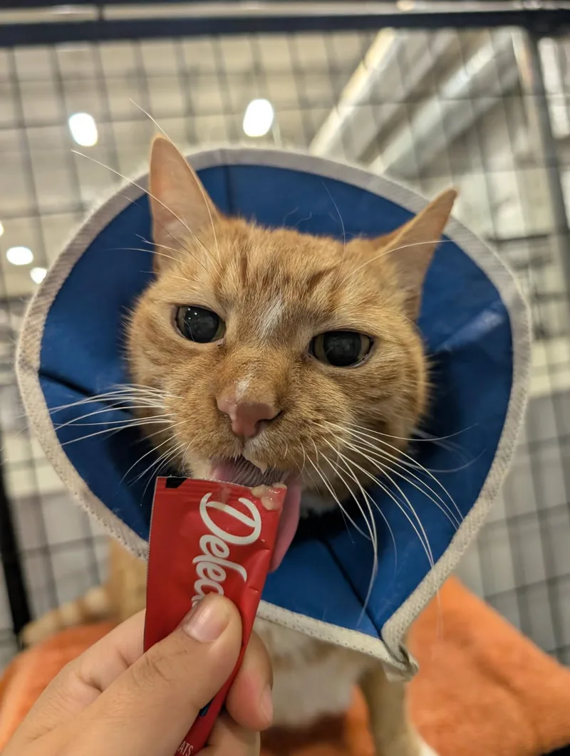 A senior large-sized male Orange & White Domestic Short Hair cat named Boots for adoption in Columbus, OH
