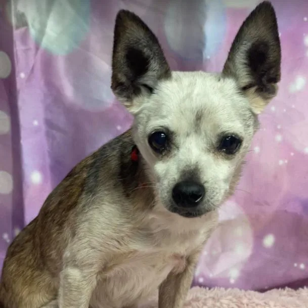 A senior small-sized male White / Cream Chihuahua dog named Pierre for adoption in Fort Collins, CO