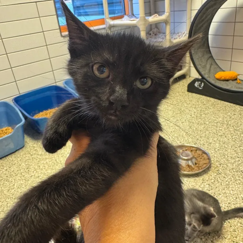A baby small-sized female Domestic Short Hair cat named Suki for adoption in Cedar Rapids, IA