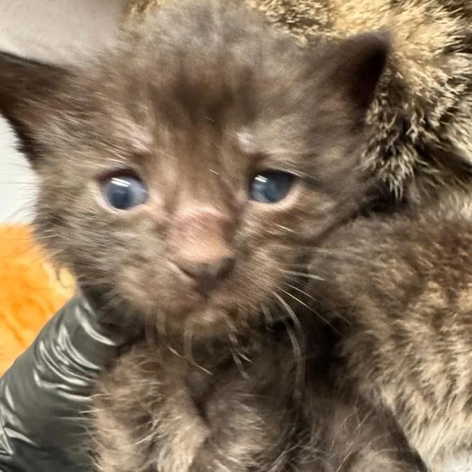 Suki thumbnail 3