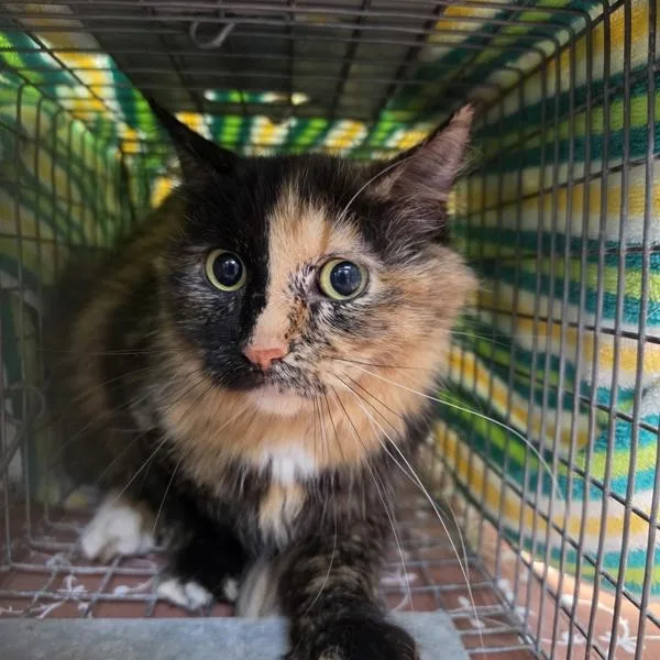 A young medium-sized female Domestic Short Hair cat named Alaire for adoption in Des Moines, IA