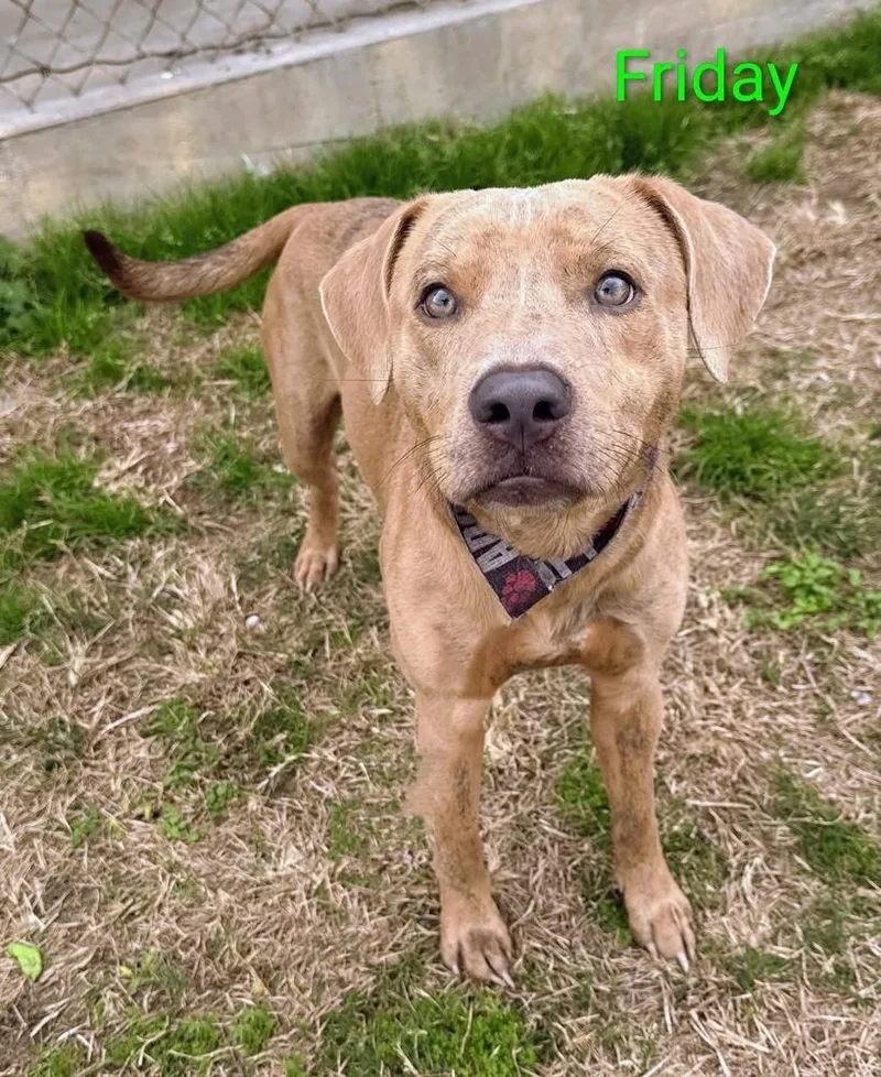 Friday A thumbnail 4