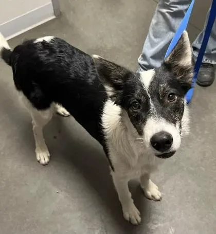 A young large-sized male Border Collie dog named Tom Hollandaise for adoption in Fresno, CA
