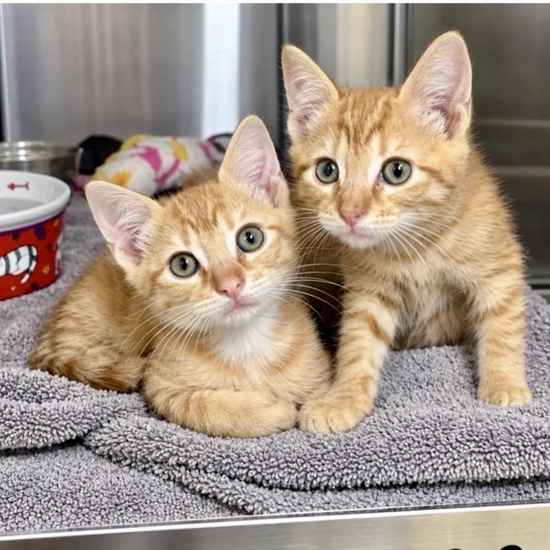A baby small-sized male Orange / Red Domestic Short Hair cat named Not Butter for adoption in Austin, TX