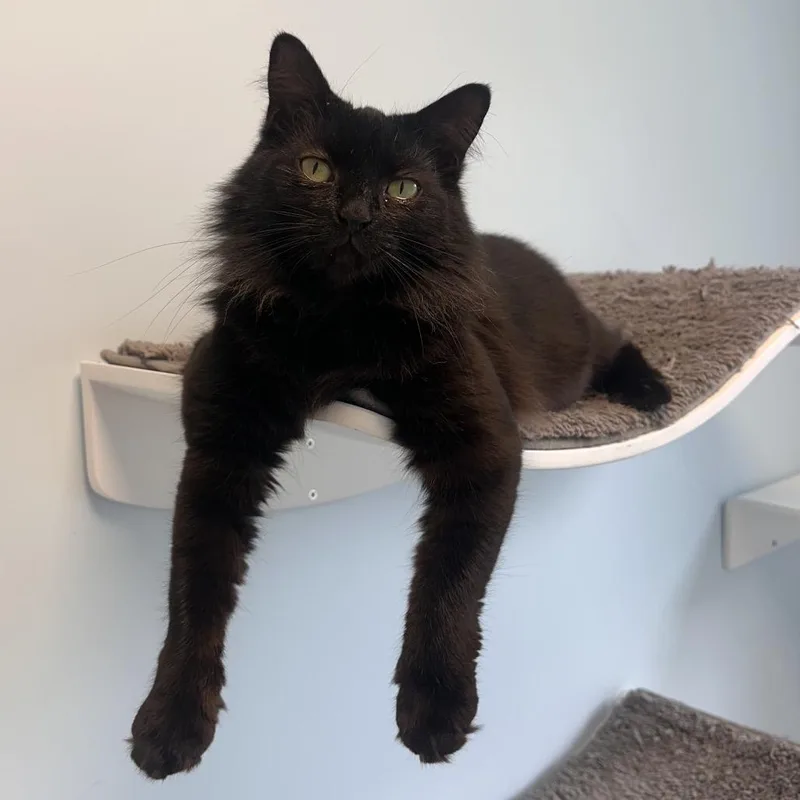 An adult medium-sized female Black Domestic Medium Hair cat named Arrow for adoption in Boston, MA