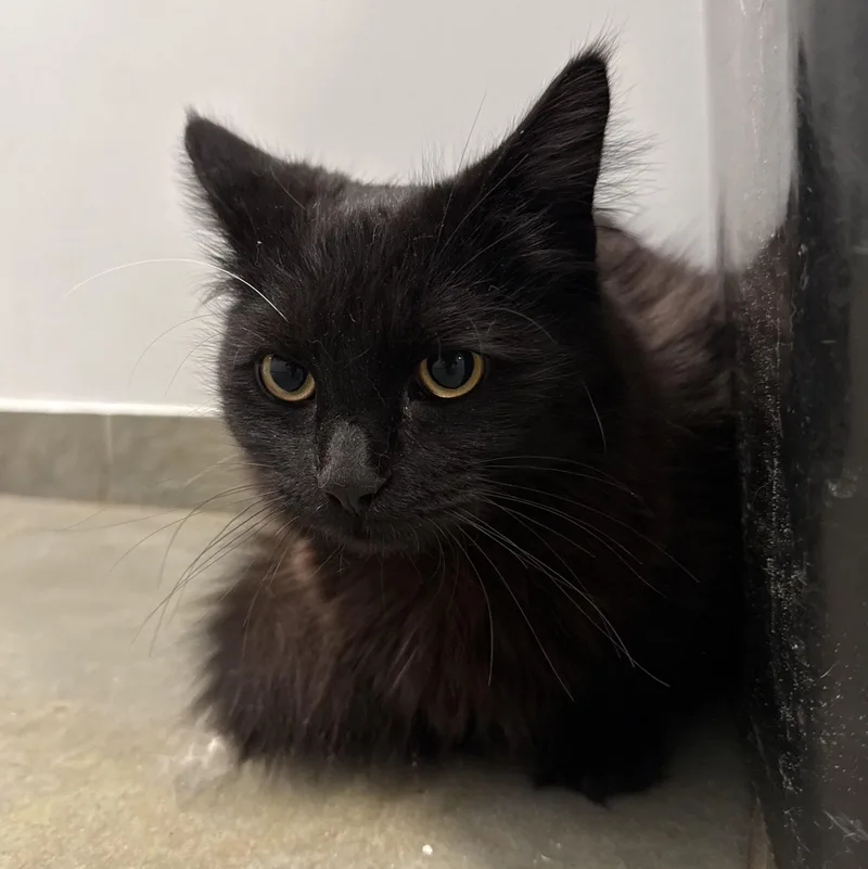 A baby medium-sized female Black Domestic Short Hair cat named Elizabeth for adoption in North Haven, CT