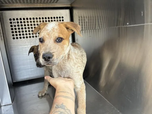 A baby large-sized male Australian Cattle Dog / Blue Heeler dog named Caramel for adoption in Mesa, AZ