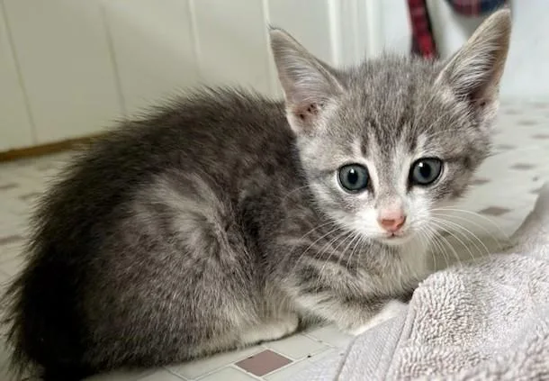A young small-sized female Domestic Short Hair cat named Tina for adoption in Miller Beach, IN