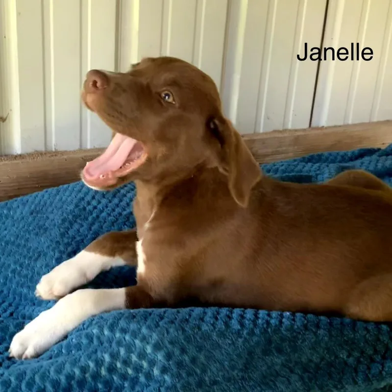 A baby medium-sized female Brown / Chocolate Labrador Retriever dog named Janelle for adoption in Mount Pleasant, TX