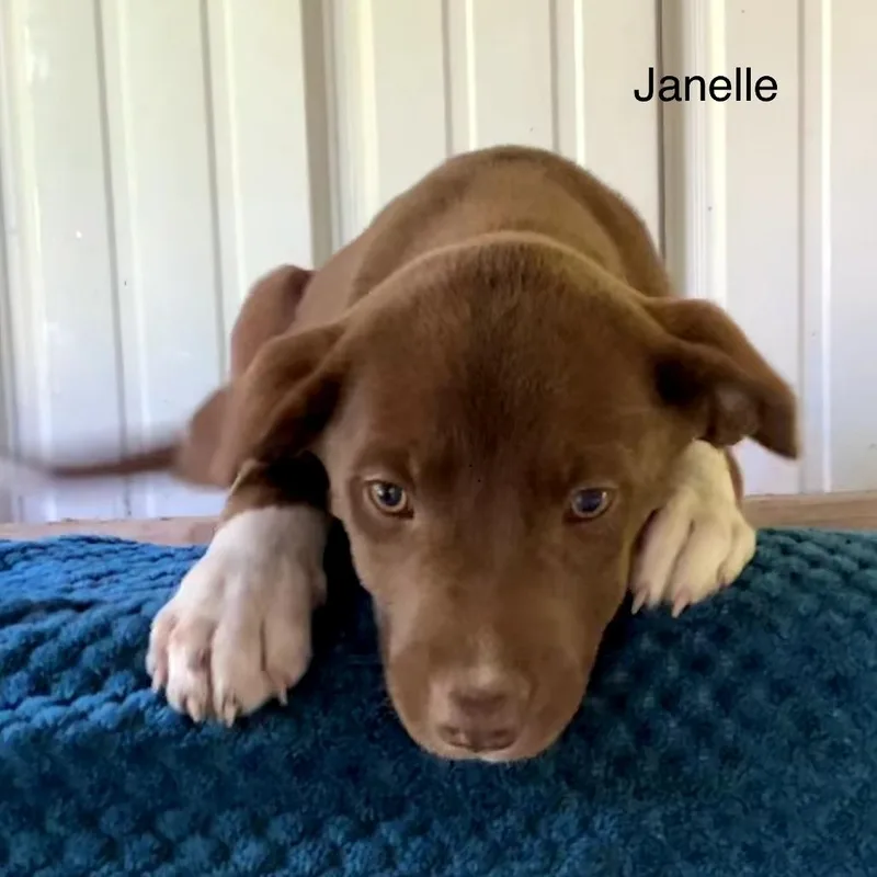 Janelle thumbnail 2