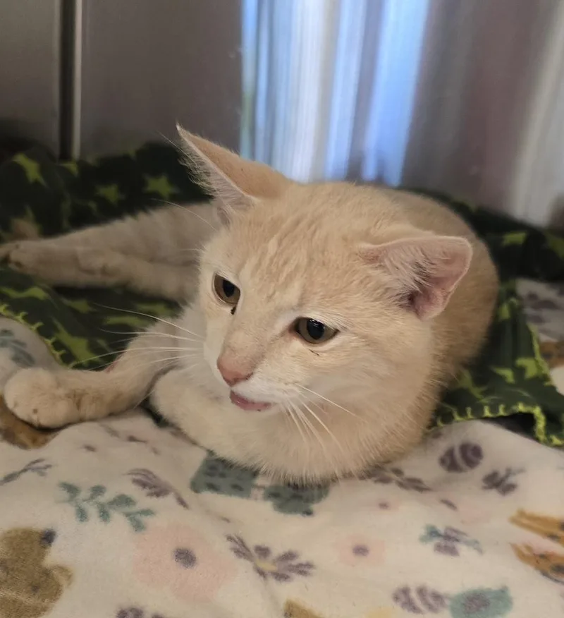 An adult medium-sized female Tabby (Orange / Red) Domestic Short Hair cat named Penelope for adoption in Dickson, TN