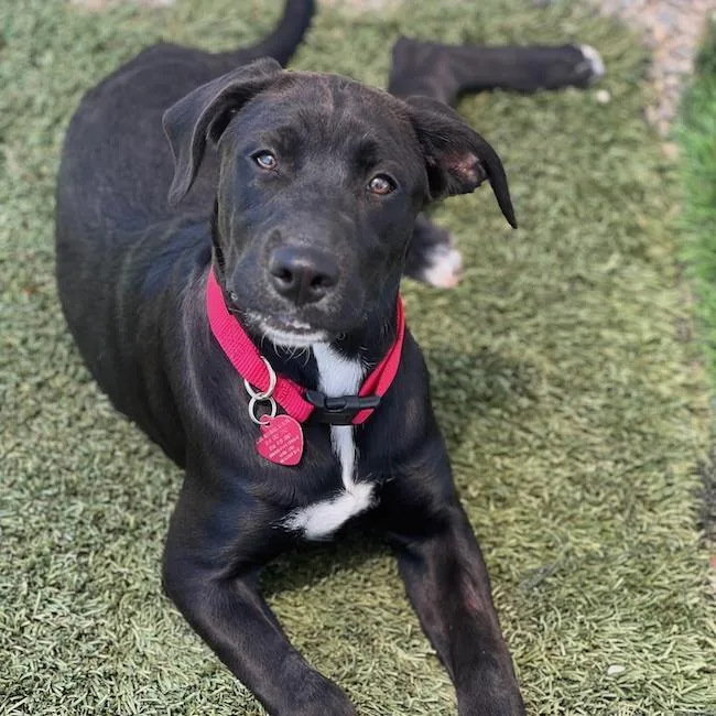 A young large-sized female Labrador Retriever dog named Braya for adoption in San Diego, CA