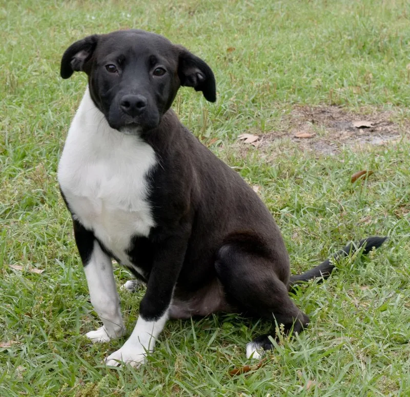 A baby medium-sized male Mixed Breed dog named Tag for adoption in Kingsland, GA