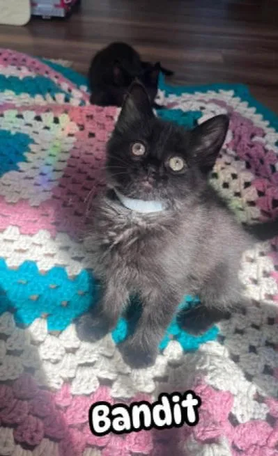 A baby medium-sized male Domestic Short Hair cat named Bandit for adoption in Chesapeake Beach, MD