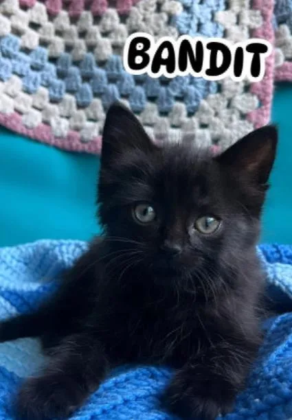 Bandit thumbnail 2