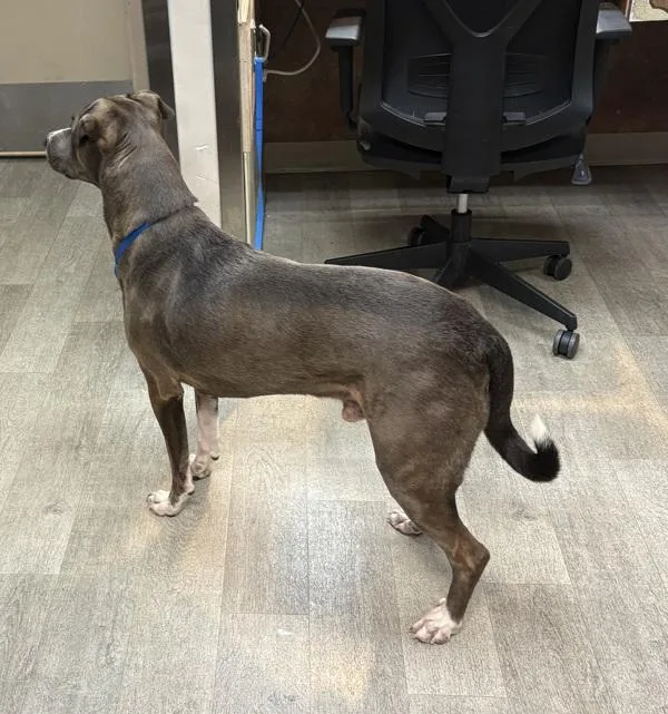 An adult large-sized male Pit Bull Terrier dog named Grizzley for adoption in San Diego, CA