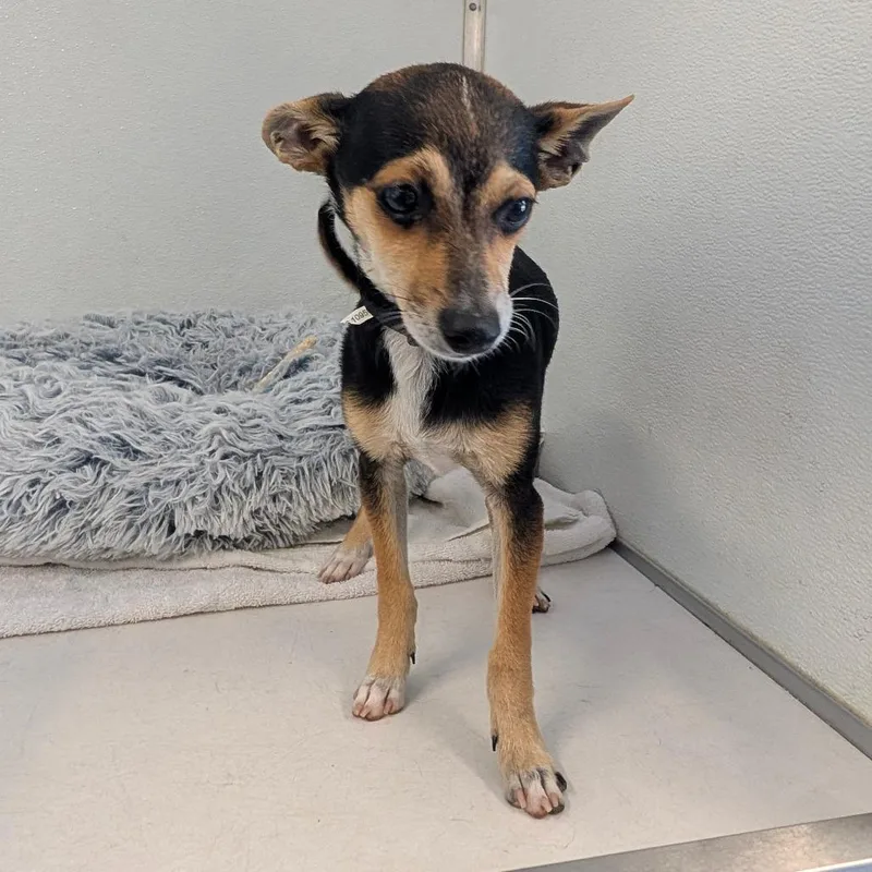 Louie V  City thumbnail 2