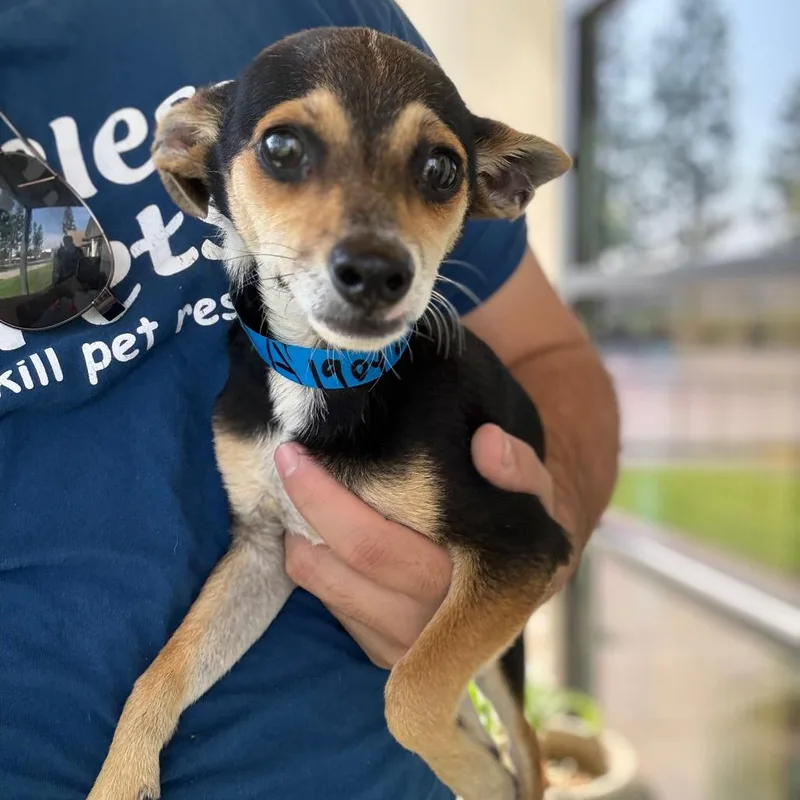 Louie V  City thumbnail 3