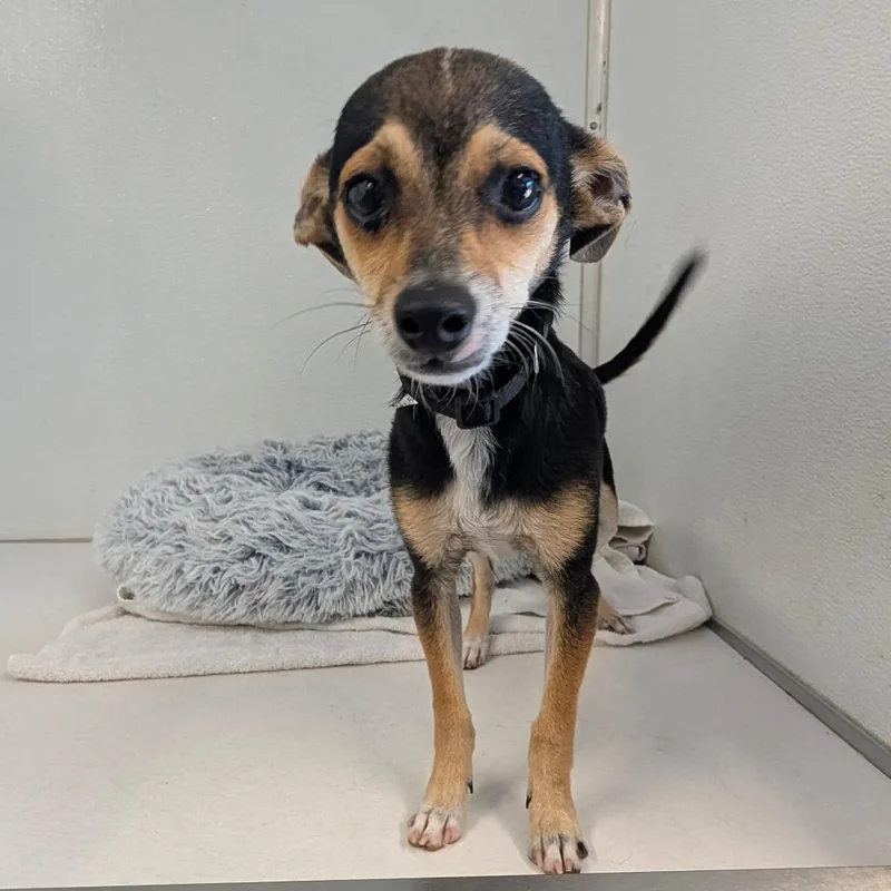 Louie V  City thumbnail 4