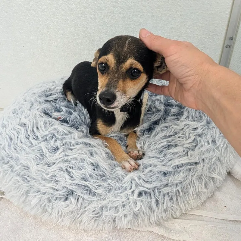 Louie V  City thumbnail 5