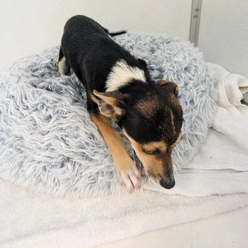 Louie V  City thumbnail 6