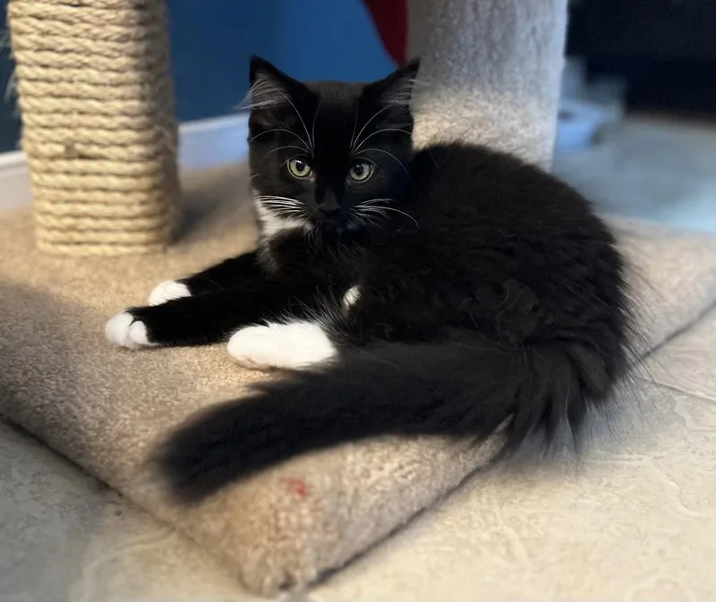 Archie