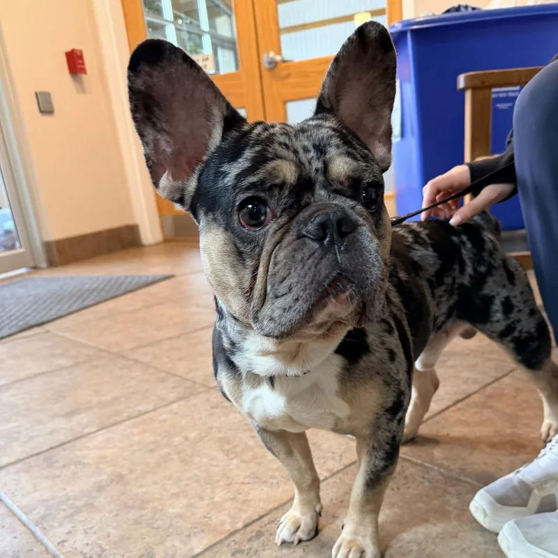 An adult medium-sized male Black French Bulldog dog named MONTStray for adoption in Perkiomenville, PA