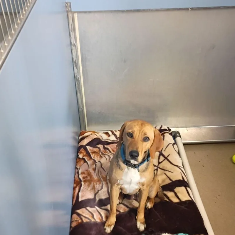 An adult medium-sized female Black Beagle dog named Millie for adoption in Lynchburg, VA