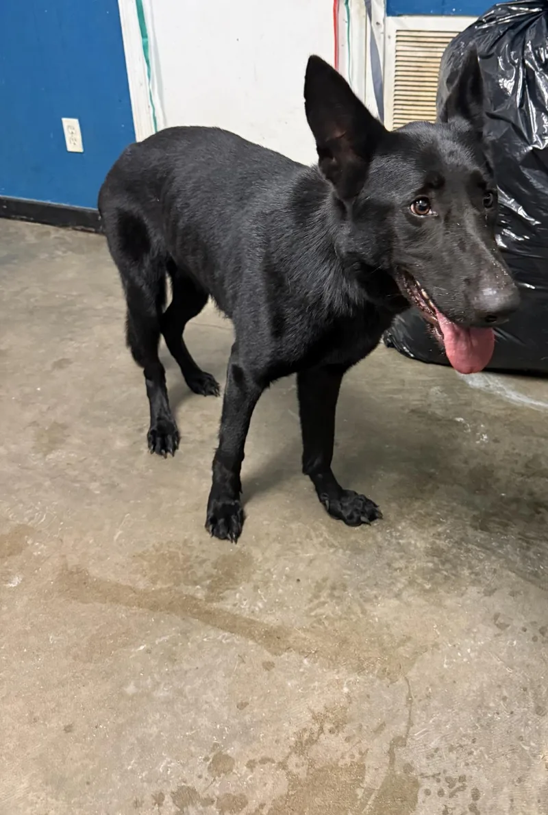 An adult large-sized female Shepherd dog named Shadow for adoption in Ozark, AL