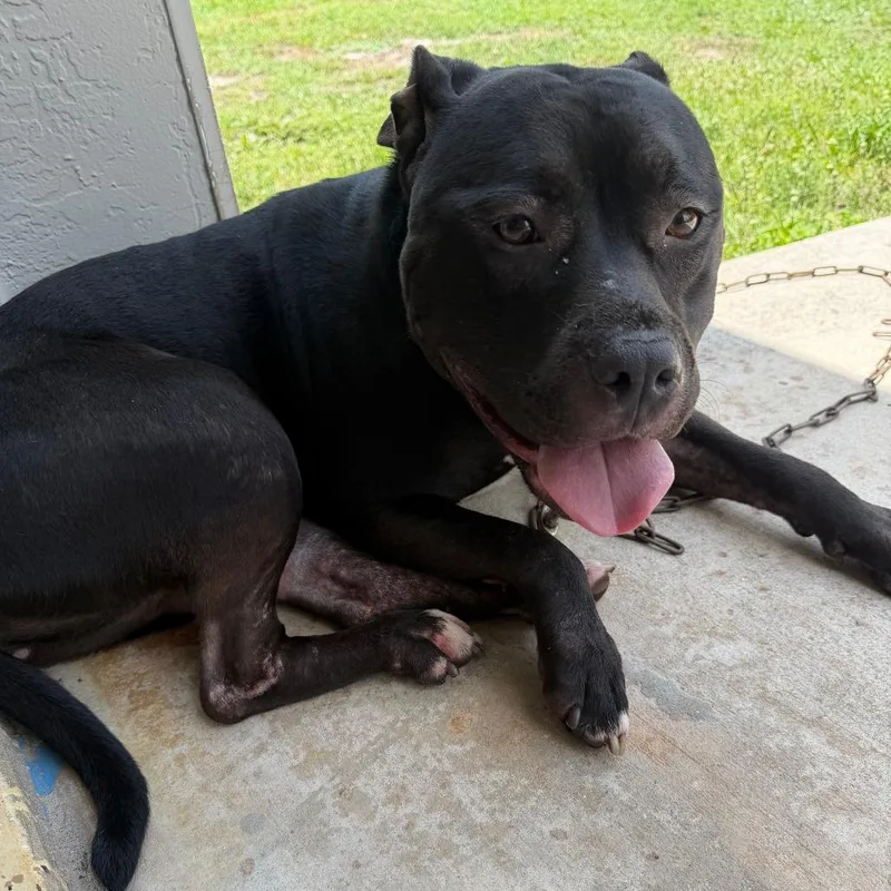 An adult medium-sized female Black Bull Terrier dog named Derma for adoption in West Palm Beach, FL