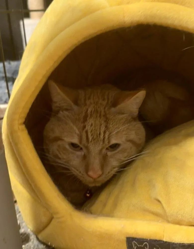 A young medium-sized male Orange & White Domestic Short Hair cat named Mr. Belvidere for adoption in Palatine, IL