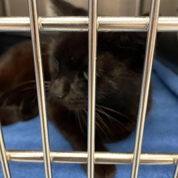 A senior medium-sized female Black Domestic Short Hair cat named Rebecca for adoption in Port Charlotte, FL