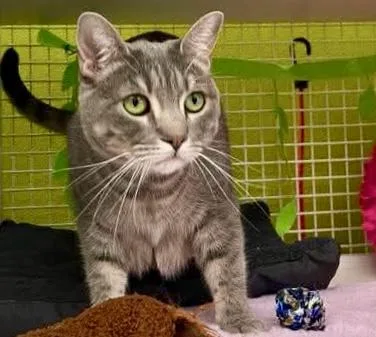 An adult medium-sized female Tabby (Gray / Blue / Silver) American Shorthair cat named Glacier for adoption in Vacaville, CA