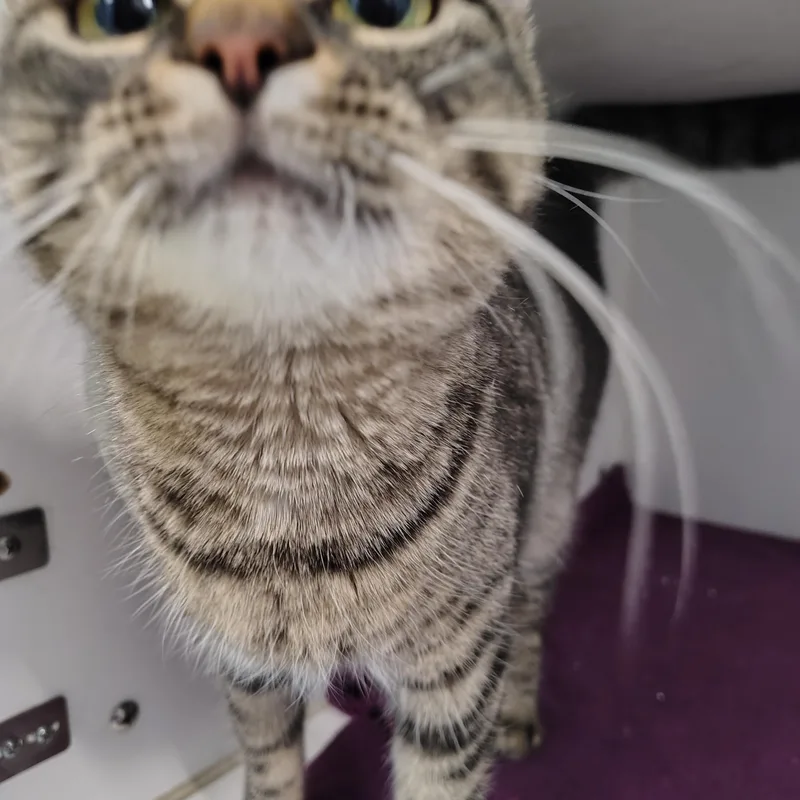 Wilhelmina thumbnail 2