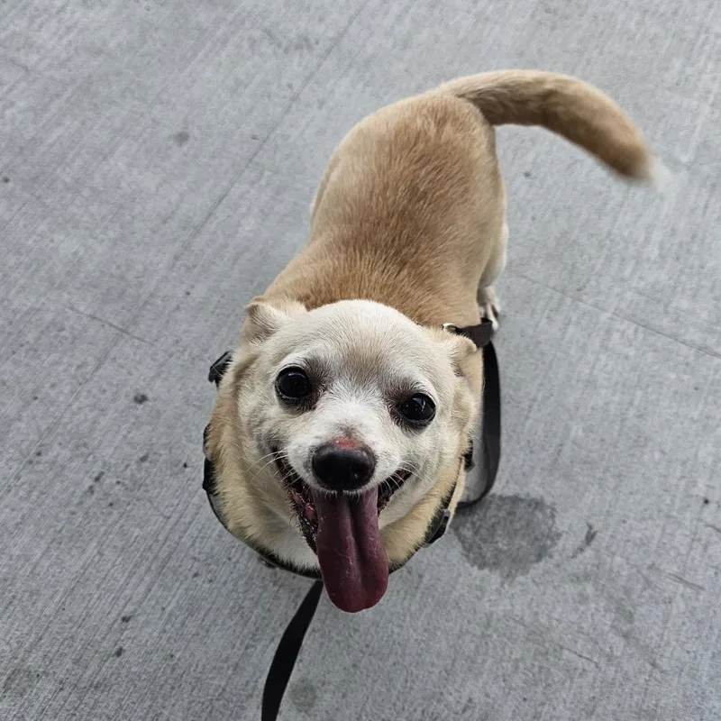 A senior small-sized male Chihuahua dog named Clam Chowder for adoption in Nashville, TN