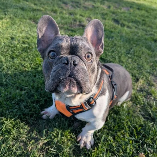 An adult small-sized male French Bulldog dog named Slushy for adoption in Santa Rosa, CA