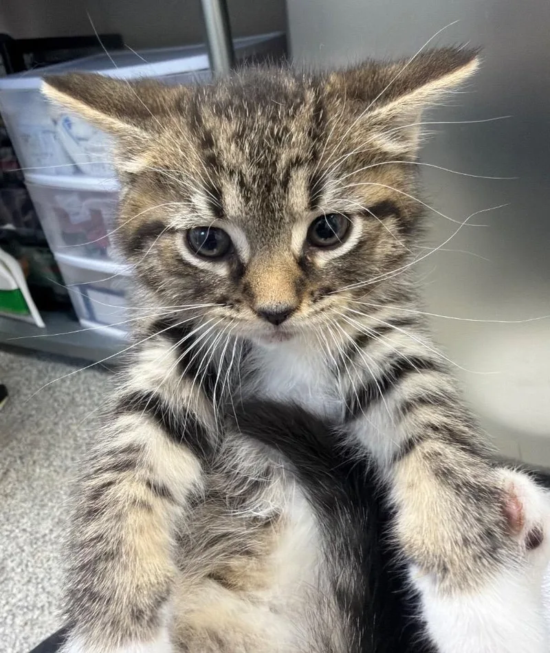Tiffany