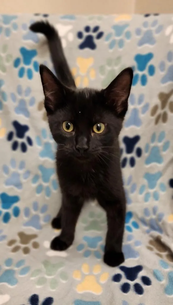 A baby medium-sized male Domestic Short Hair cat named Lasagna for adoption in Superior, WI