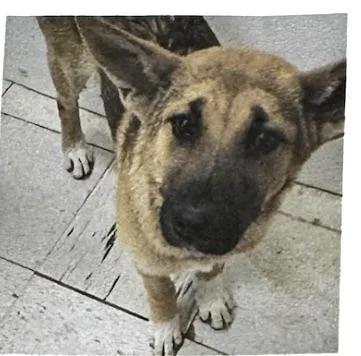 A young medium-sized female German Shepherd Dog dog named Robin of the Hood for adoption in San Luis, CO