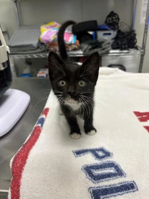 A baby small-sized female Domestic Short Hair cat named Belle for adoption in Forney, TX