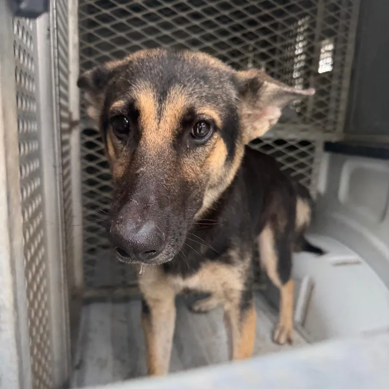An adult medium-sized female Black Shepherd dog named Tapioca for adoption in Edinburg, TX