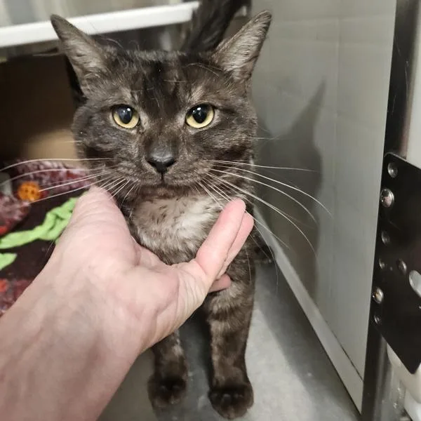 An adult small-sized male Domestic Short Hair cat named Clover for adoption in Des Moines, IA