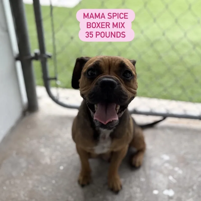 Mama Spice thumbnail 5
