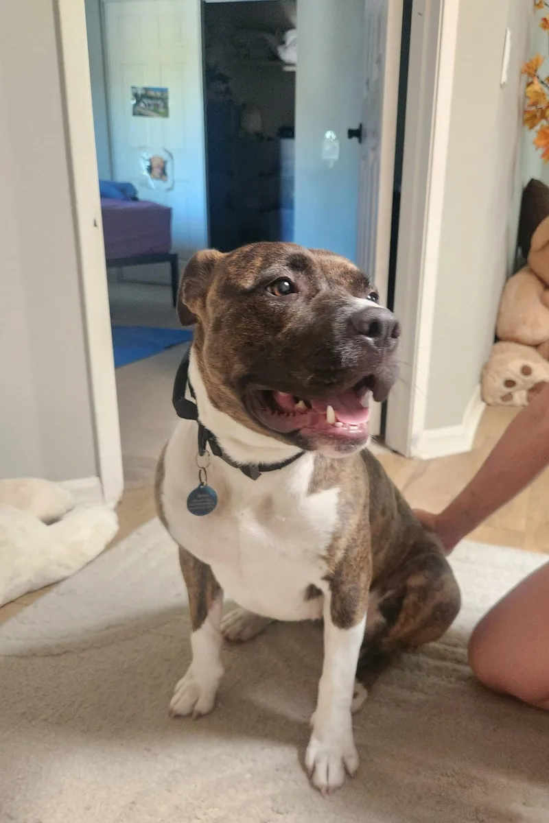 A young medium-sized female Pit Bull Terrier dog named Buttercup for adoption in santa monica, CA