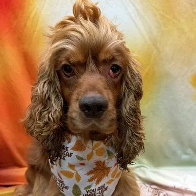 A young medium-sized male Cocker Spaniel dog named Arlow for adoption in Arlington, VA