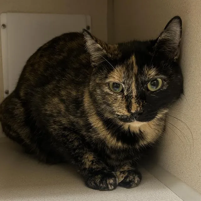 An adult small-sized female Domestic Short Hair cat named Gracie for adoption in Denver, CO